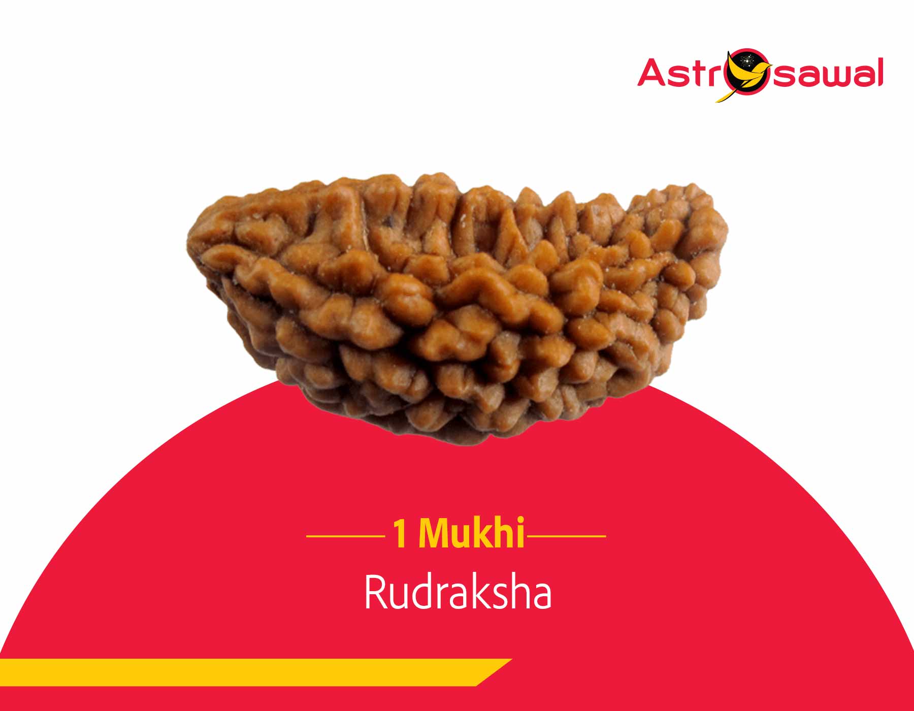 1 Mukhi Rudraksha: Discover the Power of the Singular Face