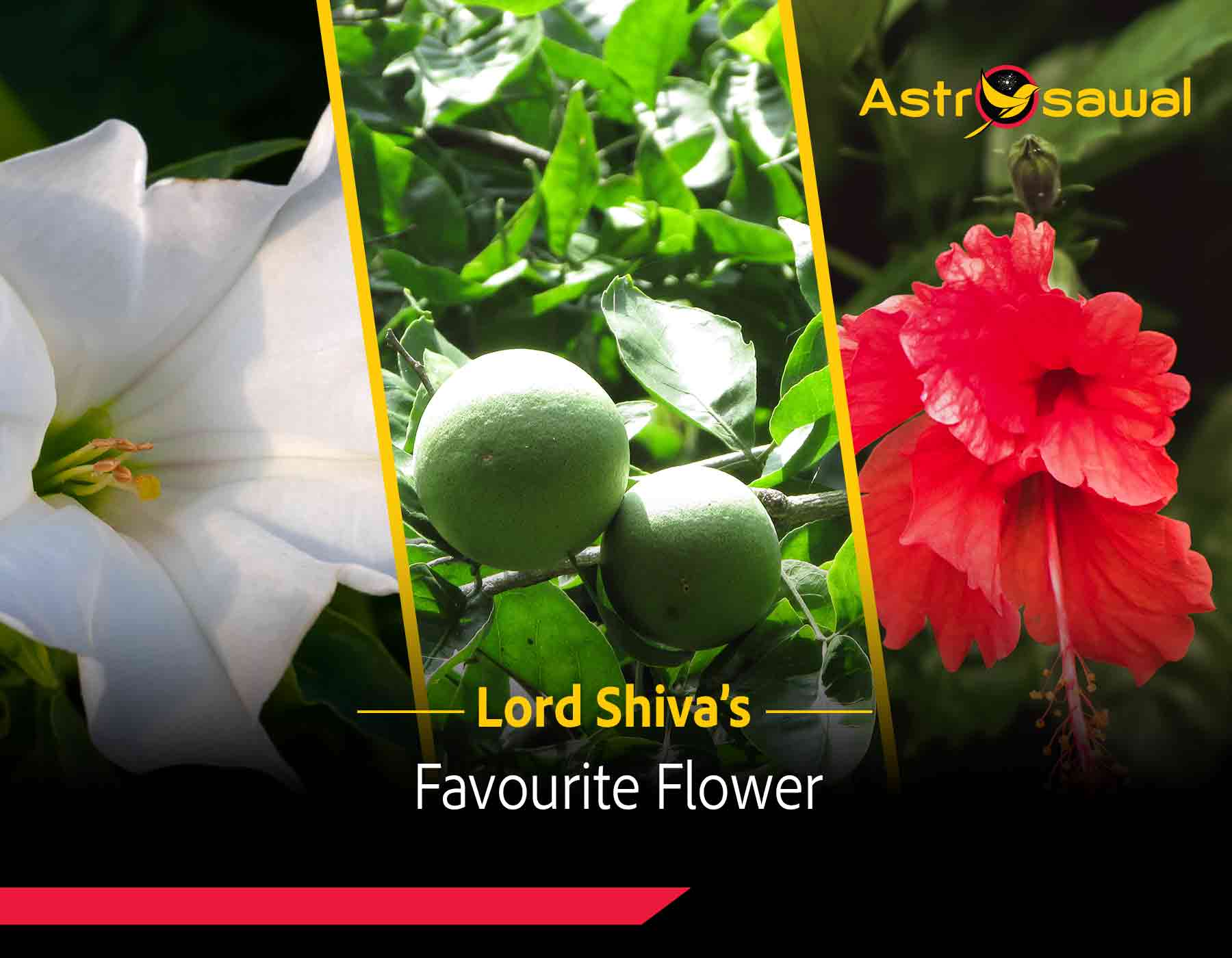 The Fragrant Offerings: Lord Shiva's Favourite Flowers Revealed